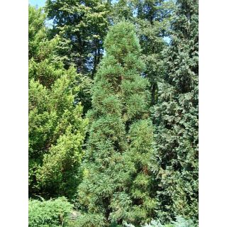 Compra SUGI (100 gr.). en la tienda online Fito Agrícola