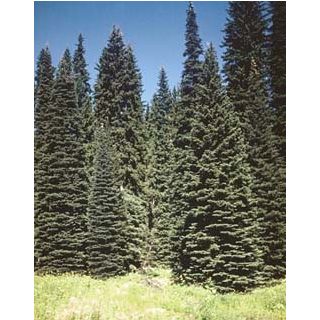 Compra PICEA DE ENGELMANN (100 gr.). en la tienda online Fito Agrícola