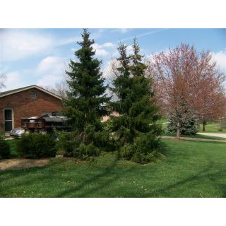 Compra PICEA DE SERBIA (100 gr.). en la tienda online Fito Agrícola