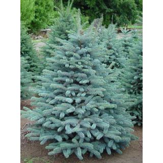 Compra PICEA AZUL (100 gr.). en la tienda online Fito Agrícola