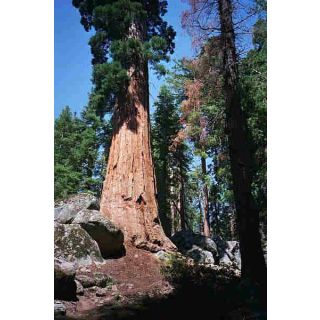 Compra SEQUOIA (100 gr.). en la tienda online Fito Agrícola