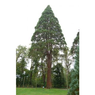 Compra SEQUOIA GIGANTE (100 gr.). en la tienda online Fito Agrícola