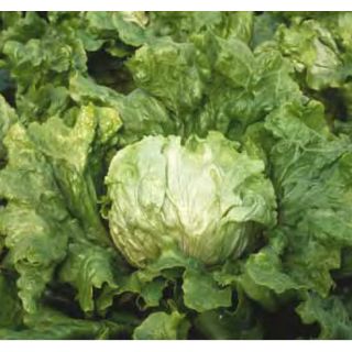 Compra LECHUGA EDURNE Pildorada (5.000 Semillas) en la tienda online Fito Agrícola