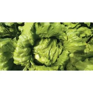 Compra LECHUGA MESTIZA Pildorada (25.000 Semillas) en la tienda online Fito Agrícola