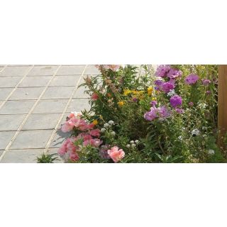 Compra ALCORQUES AROMÁTICAS ENANAS (100 gr.). en la tienda online Fito Agrícola