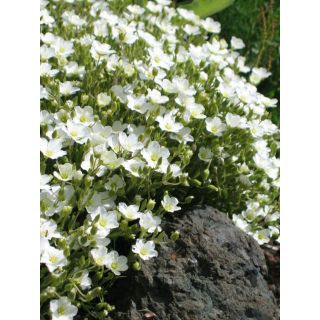 Compra ARENARIA MONTANA Blanca (5 gr.). en la tienda online Fito Agrícola