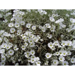 Compra CERASTIUM Tomentosum Blanca (25 gr.). en la tienda online Fito Agrícola