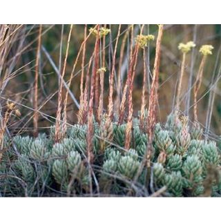 Compra SEDUM Sediforme (1 gr.). en la tienda online Fito Agrícola