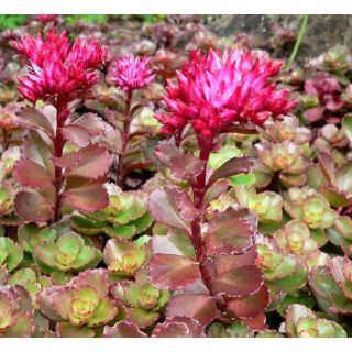 Compra SEDUM Spurium (1 gr.). en la tienda online Fito Agrícola