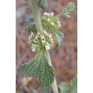 Compra MARRUBIO (50 gr.). en la tienda online Fito Agrícola