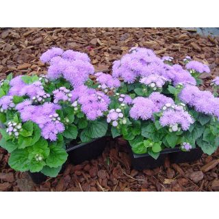 Compra AGERATO ALOHA AZUL CLARO F1 Pildorado (1.000 Semillas) en la tienda online Fito Agrícola