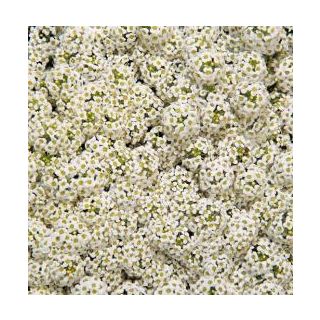 Compra LOBULARIA MARITIMA WONDERLAND BLANCO (1000 Semillas). en la tienda online Fito Agrícola