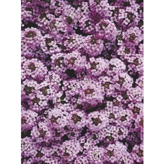 Compra LOBULARIA MARITIMA WONDERLAND LAVANDA (1000 Semillas). en la tienda online Fito Agrícola