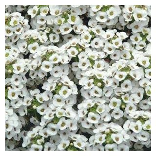 Compra LOBULARIA MARITIMA CLEAR CRYSTAL BLANCA (1000 Semillas). en la tienda online Fito Agrícola