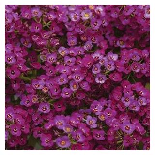 Compra LOBULARIA MARITIMA CLEAR CRYSTAL PÚRPURA (1000 Semillas). en la tienda online Fito Agrícola