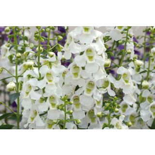 Compra ANGELONIA SERENA ® F1 BLANCA (1.000 Semillas) en la tienda online Fito Agrícola