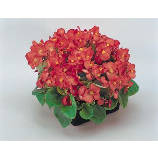 Compra BEGONIA SUPER OLYMPIA® F1 ROSA Pildorada (1.000 Semillas) en la tienda online Fito Agrícola