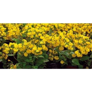 Compra CALCEOLARIA RUGOSA GOLDEN BUNCH F1 Pildorada (1000 Semillas). en la tienda online Fito Agrícola