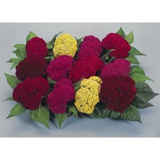 Compra CRESTA DE GALLO RAFIKI MIX (1000 Semillas). en la tienda online Fito Agrícola