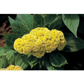 Compra CRESTA DE GALLO RAFIKI YELLOW (1000 Semillas). en la tienda online Fito Agrícola