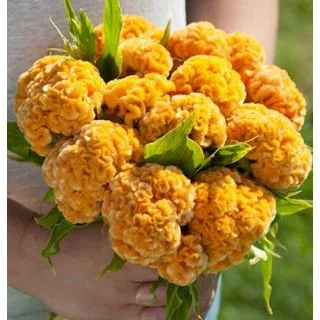 Compra CRESTA DE GALLO CHIEF GOLD (1000 Semillas). en la tienda online Fito Agrícola