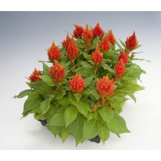 Compra CELOSÍA PLUMOSA GLORIUS NARANJA Pildorada (1.000 Semillas) en la tienda online Fito Agrícola