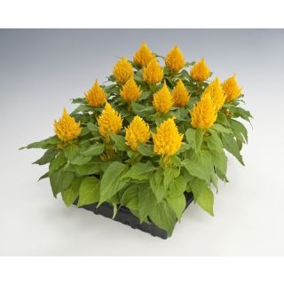 Compra CELOSÍA PLUMOSA GLORIUS AMARILLA Pildorada (1.000 Semillas) en la tienda online Fito Agrícola