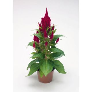 Compra CELOSÍA PLUMOSA FRESH LOOK ROJA Pildorada (1.000 Semillas) en la tienda online Fito Agrícola