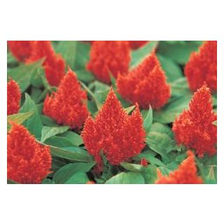 Compra CELOSÍA PLUMOSA KIMONO ORANGE Pildorada (1.000 Semillas) en la tienda online Fito Agrícola