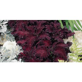 Compra COLEO BLACK DRAGON (1000 Semillas). en la tienda online Fito Agrícola