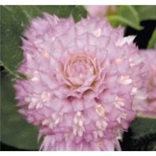 Compra AMARANTO GLOBOSO BUDDY ROSE (1.000 Semillas) en la tienda online Fito Agrícola