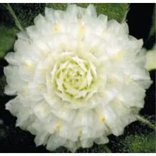 Compra AMARANTO GLOBOSO BUDDY WHITE (1.000 Semillas) en la tienda online Fito Agrícola