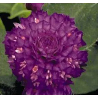 Compra AMARANTO GLOBOSO BUDDY PÚRPURA (1.000 Semillas) en la tienda online Fito Agrícola