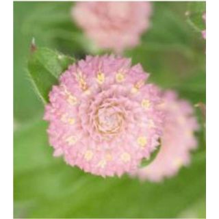 Compra AMARANTO GLOBOSO LAS VEGAS ROSA (1.000 Semillas) en la tienda online Fito Agrícola