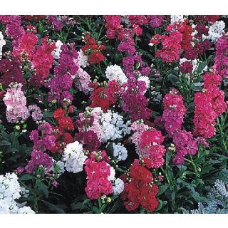 Compra ALHELÍ JAZZ MIX (1.000 Semillas) en la tienda online Fito Agrícola