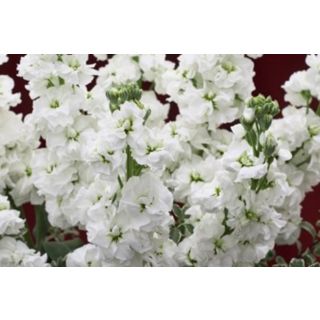 Compra ALHELÍ CANNETO WHITE (1.000 Semillas) en la tienda online Fito Agrícola