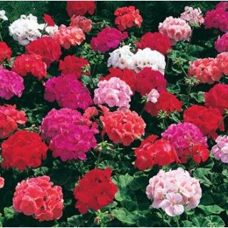 Compra PELARGONIUM (GERANIO) MARA MIX F1 (1000 Semillas). en la tienda online Fito Agrícola