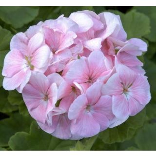 Compra PELARGONIUM (GERANIO) MARA ROSA PÁLIDO F1 (1000 Semillas). en la tienda online Fito Agrícola