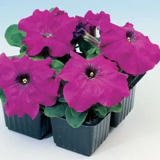 Compra PETUNIA LIMBO PÚRPURA F1 Pildorada (1000 Semillas). en la tienda online Fito Agrícola