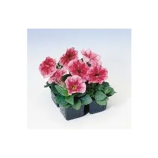 Compra PETUNIA LAMBADA® SALMON VEINED F1 Pildorada (1000 Semillas). en la tienda online Fito Agrícola