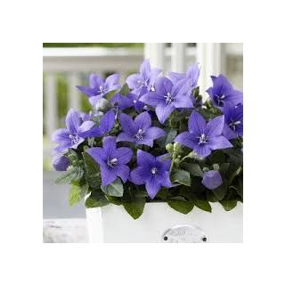 Compra CAMPANILLA CHINA ASTRA AZUL F1 (1000 Semillas). en la tienda online Fito Agrícola