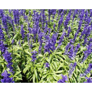 Compra SALVIA BLUE VICTORY (1.000 Semillas) en la tienda online Fito Agrícola