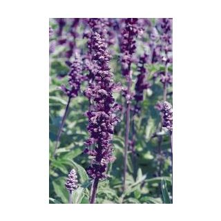 Compra SALVIA EVOLUTION ® (1.000 Semillas) en la tienda online Fito Agrícola