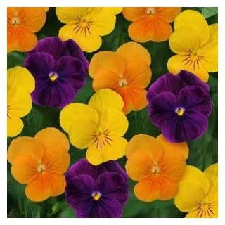 Compra VIOLA CORNUTA SORBET® XP ORANGE JUMP UP F1 (1000 Semillas). en la tienda online Fito Agrícola