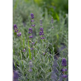 Compra LAVANDA BLUE SCENT (144 Plantas). en la tienda online Fito Agrícola