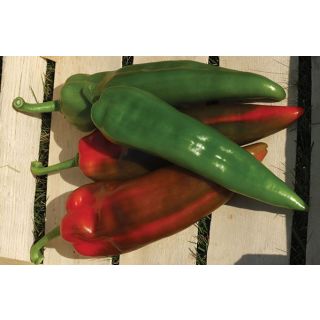 Compra PIMIENTO COACH F1 (1000 Semillas). en la tienda online Fito Agrícola