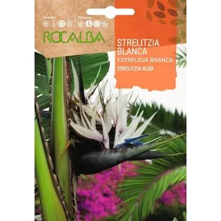 Compra STRELITZIA BLANCA - STRELITZIA ALBA (3 Semillas) en la tienda online Fito Agrícola