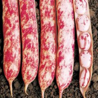 Compra JUDÍA ETNA (250 gr.). en la tienda online Fito Agrícola