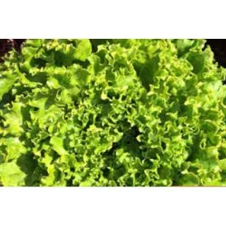 Compra LECHUGA CLERAC Pildorada (10.000 Semillas) en la tienda online Fito Agrícola