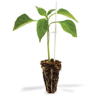 Compra PIMIENTO CAPSIFORT F1 (10.000 Semillas). en la tienda online Fito Agrícola